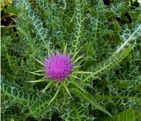 Organic Milk Thistle Seeds - 30+ Silybum marianum for Herbal Remedies & Gardening