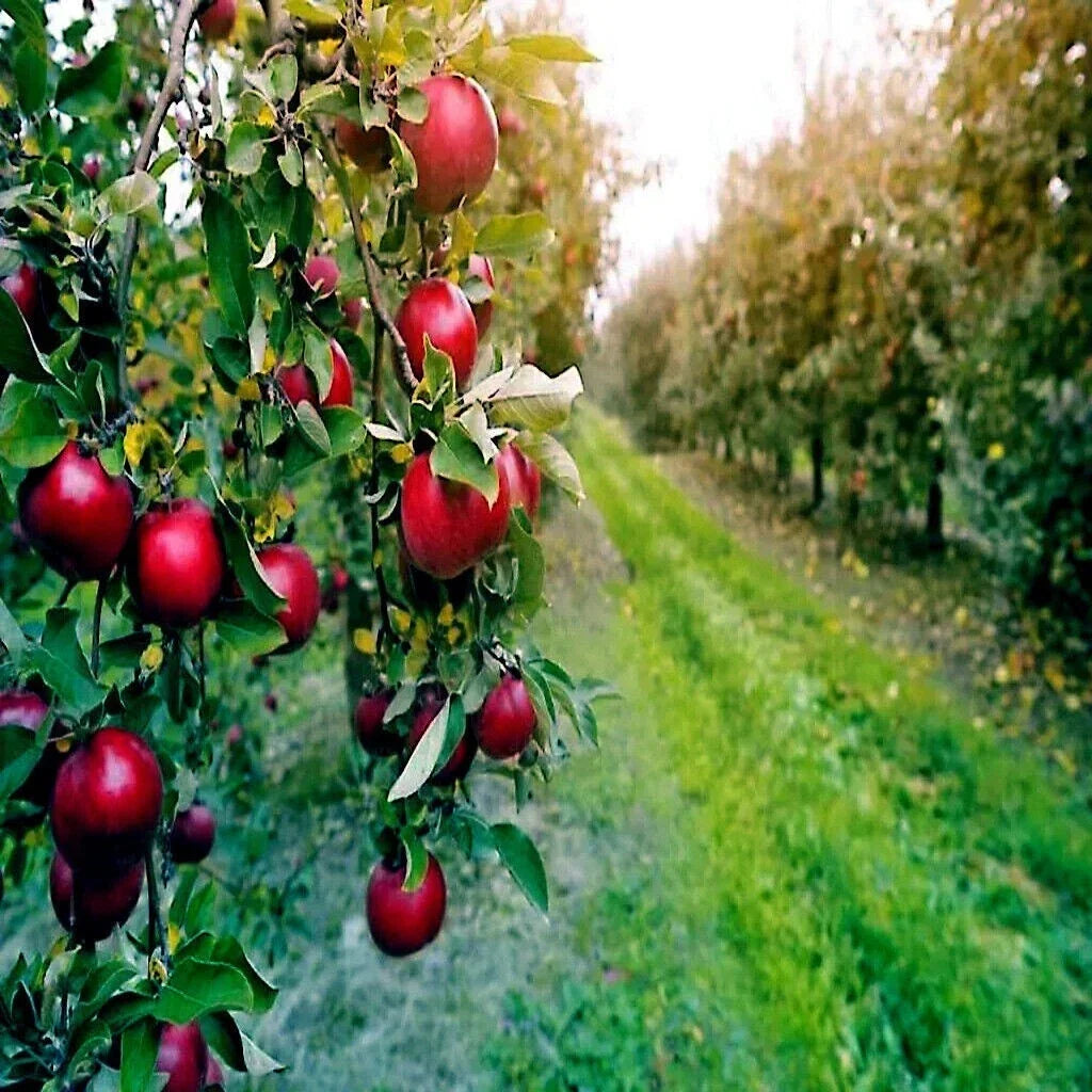 Paradise Apple Tree Seeds - Red Delicious Variety - Malus domestica - Garden Fruit Plant for Home Orchard