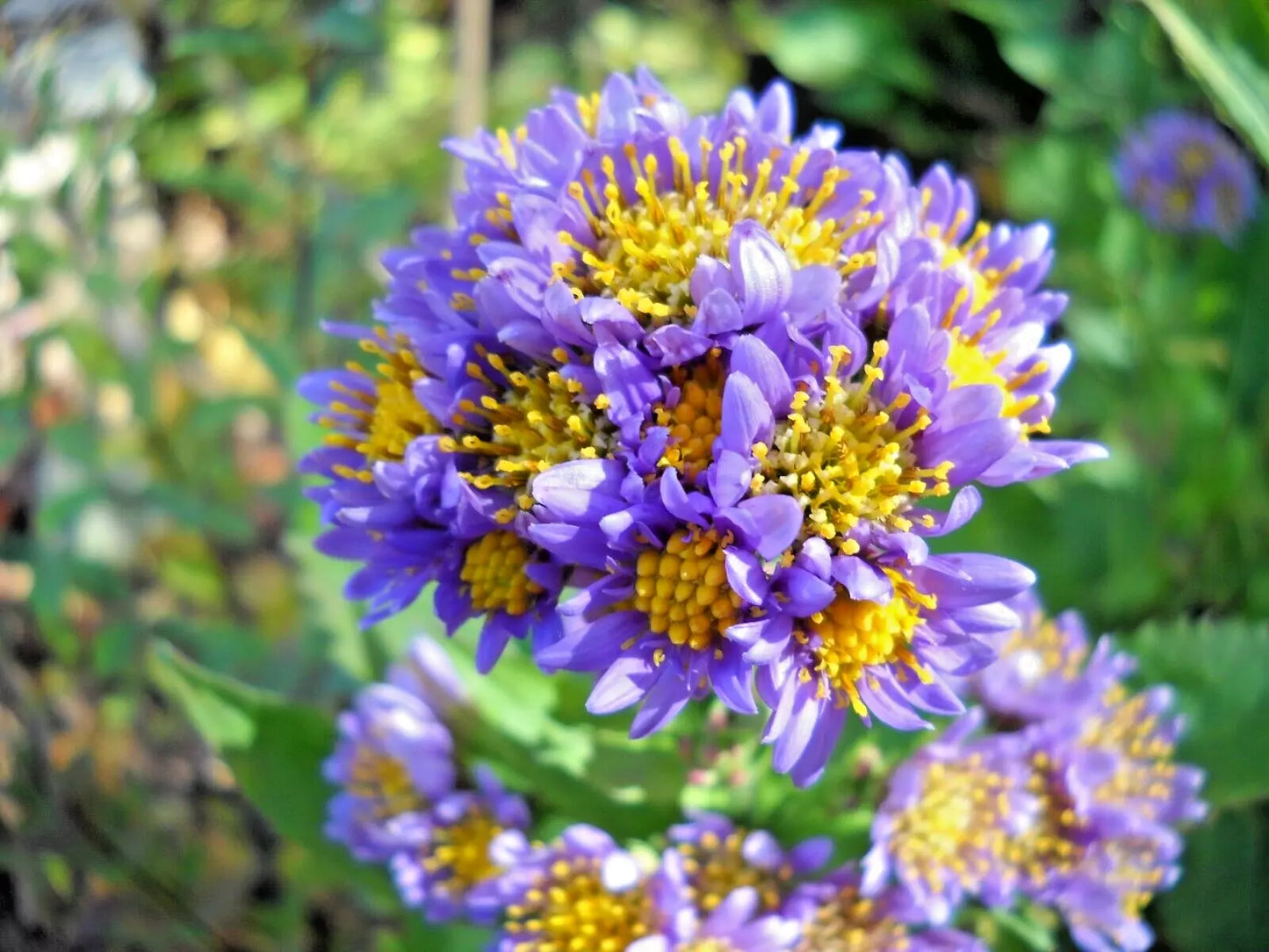 Hardy Perennial Plants - 20 Lavender Tatarian Aster Starter Plants - Aster tataricus for Garden Beds & Borders