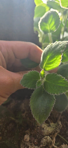 Nautilocalyx Adenosiphon Cuttings - 2 Terrarium Plants - Tropical Foliage for Indoor Gardening