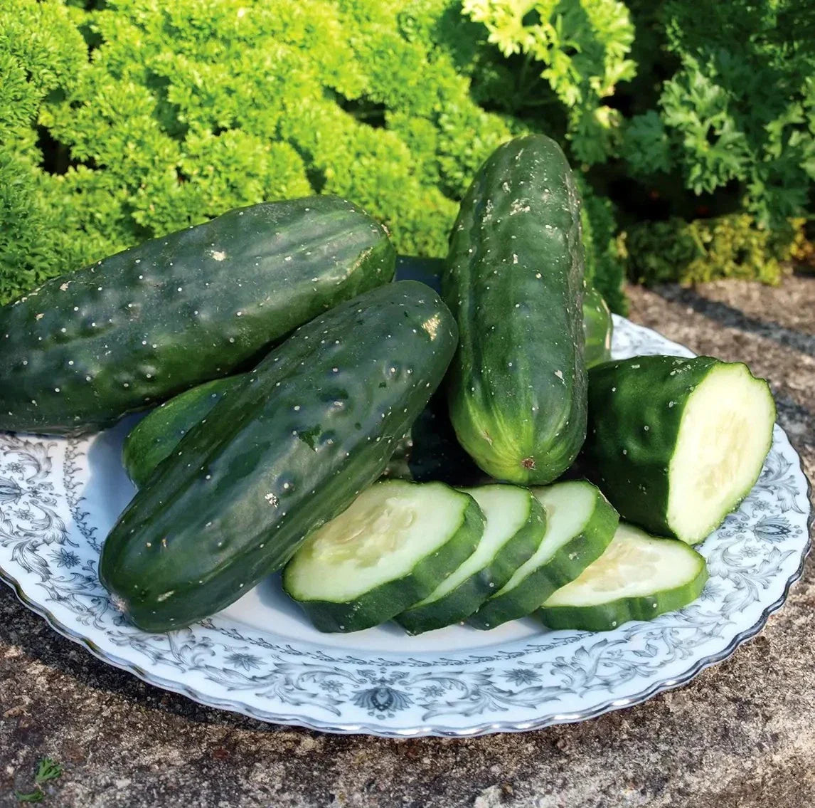 Double Yield Cucumber Seeds - Organic Heirloom - 200+ Non-GMO Seeds - Cucumis sativus - Fresh Gardening Supplies