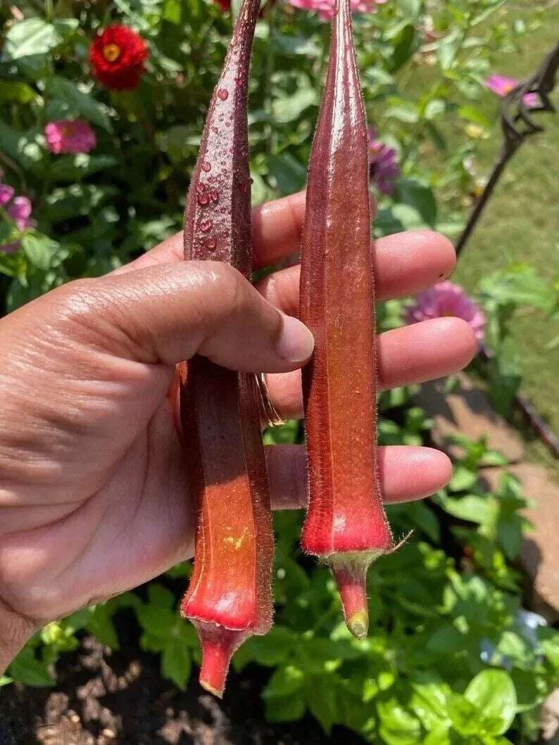 Red Burgundy Okra Seeds - Heirloom Non-GMO Pack of 100+ for Home Gardening, Culinary Use, Abelmoschus esculentus