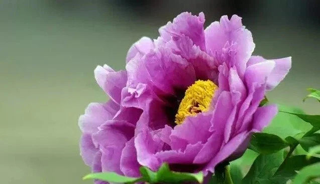 Peony Seeds 10pc - Paeonia spp. Garden Flower Plants USA Seller