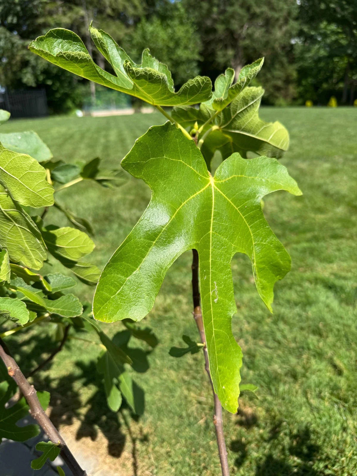 White Marseilles Fig Cuttings - 3 Unrooted Ficus carica 'White Marseilles' Honey-Sweet, High-Yielding, Fruitful, Edible Landscape