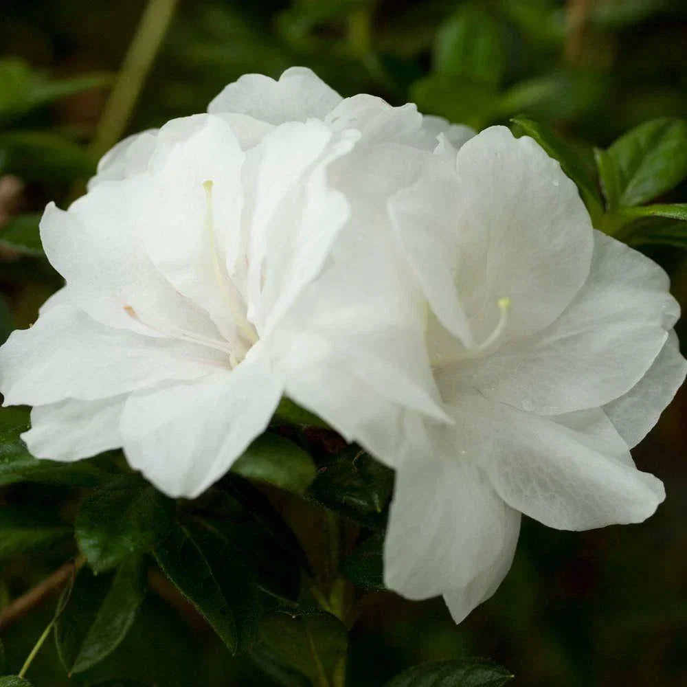 Encore Autumn Moonlight Azalea Starter Plant - Rhododendron 'Autumn Moonlight' Deciduous Shrub in 1-Gallon Pot