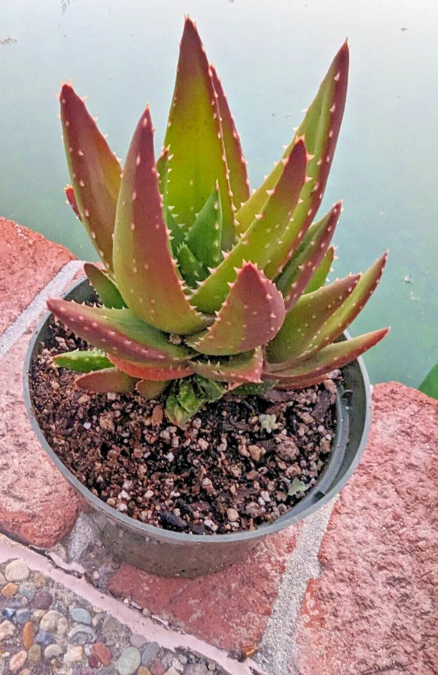 Golden Toothed Aloe Plant - 7" Large Mature Aloe Nobilis Succulent for Indoor Outdoor Gardens