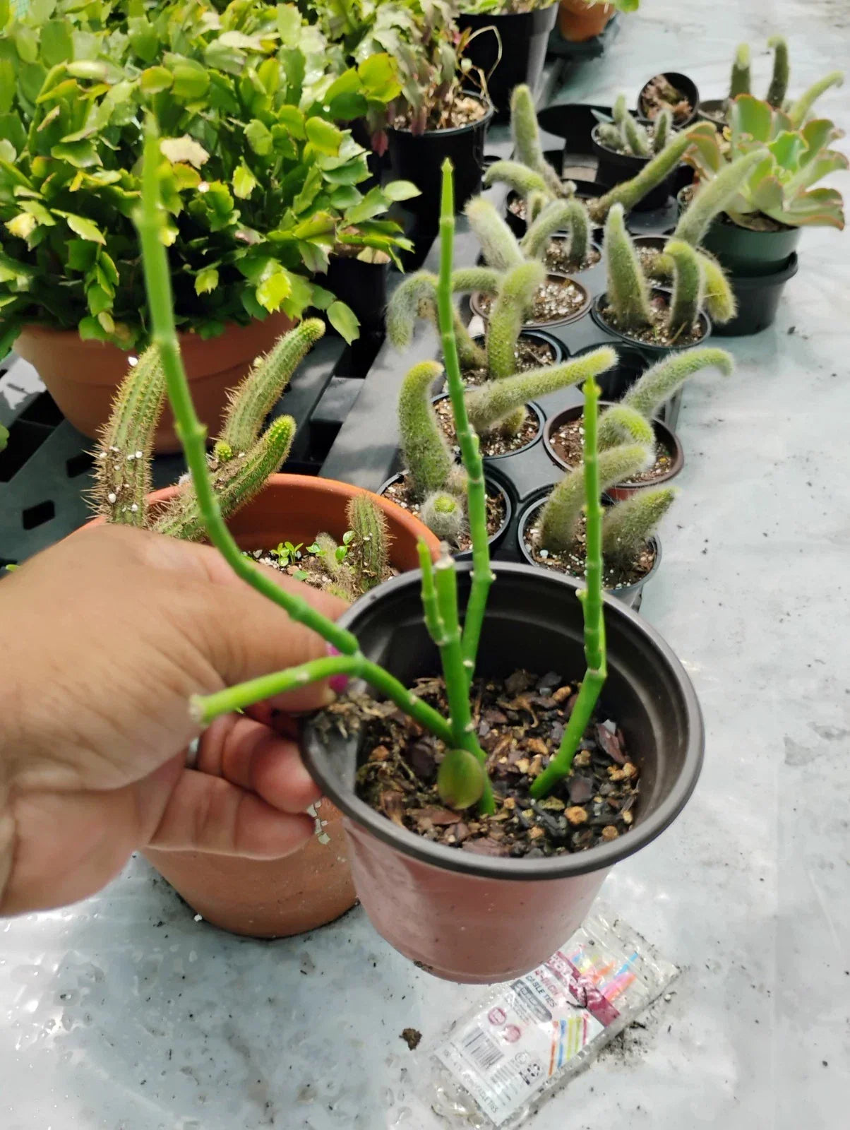 Sarcostemma Resiliens Plant in 4 Inch Pot, Resilient Green Climbing Vine, Indoor Houseplant, Rare Succulent-Like Foliage