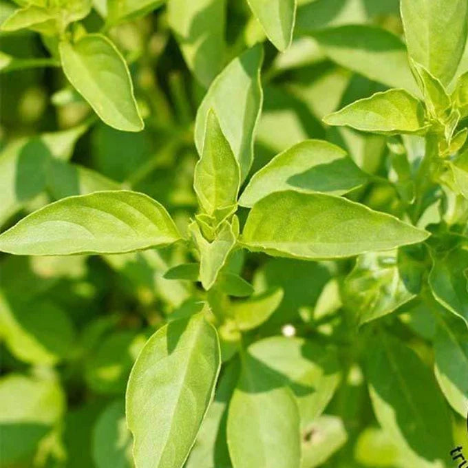Lemon Basil Seeds - Heirloom Non-GMO Herb Pack of 200 - Citrus Flavor for Culinary & Healing Oils - Ocimum basilicum var. citriodorum