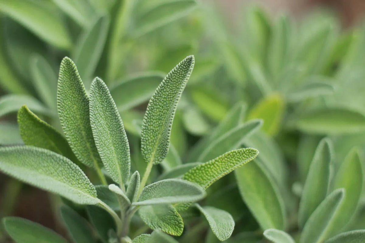 Organic Sage Seeds - 100 Salvia officinalis Perennial Culinary Herb for Garden & Cooking