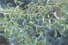 Curly Willow Tree Cuttings, 5 Stem Cuttings, Corkscrew Willow, Salix matsudana ‘Tortusa’