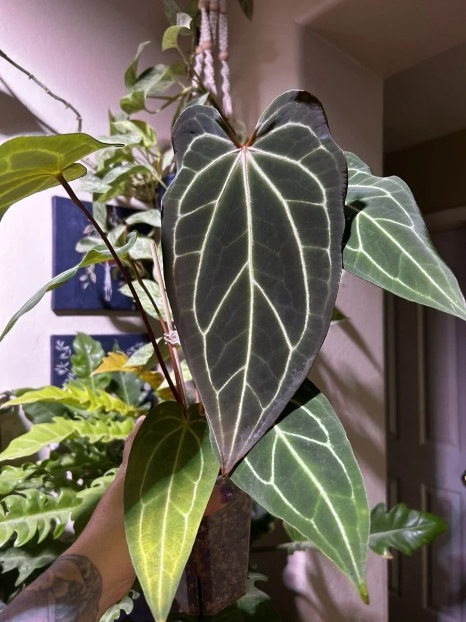 Anthurium Bottom Cutting - Dark Mama X AOS X Stripey Mag Hybrid Indoor Houseplant - Anthurium andraeanum