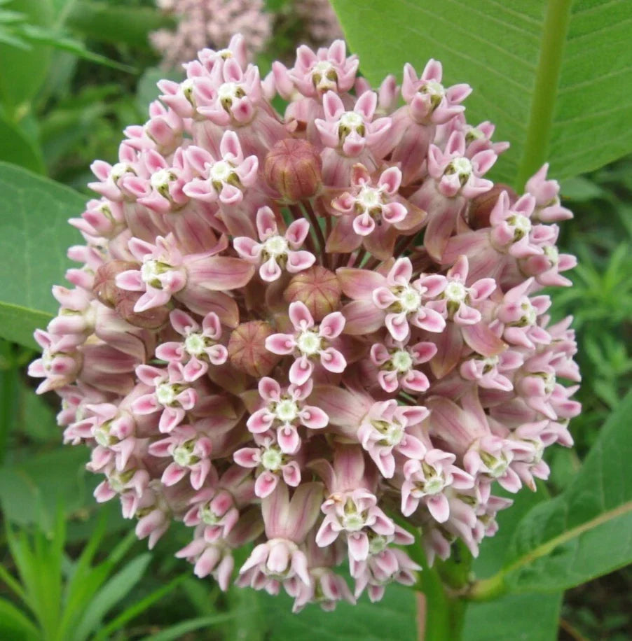 Milkweed Seeds - 50+ Common Perennial Flower for Butterfly Garden Asclepias Syriaca