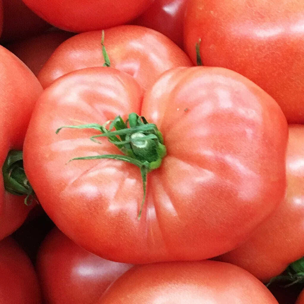 German Johnson Tomato Seeds - Heirloom Non-GMO Vegetable Seeds, Solanum lycopersicum, 50 Pack, Full Sun, High Yield, USA Free Shipping