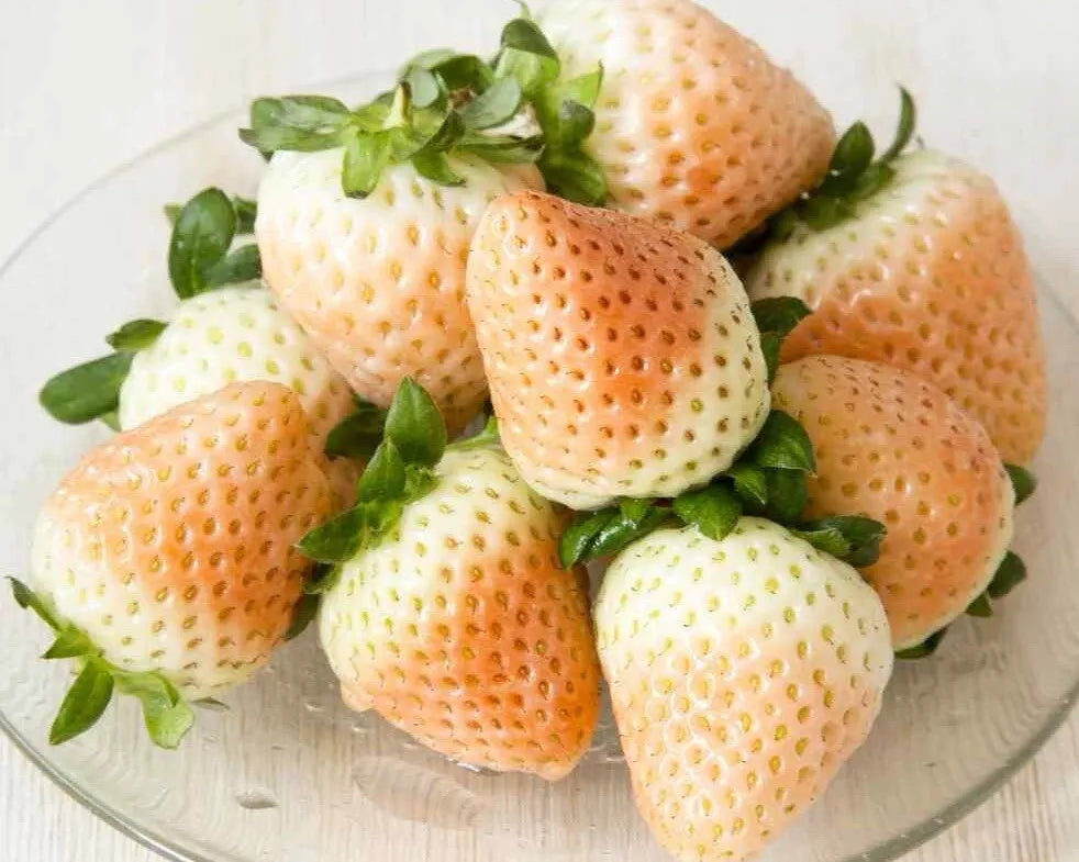 White Wild Strawberry Seeds - 50+ Fragaria Vesca White Soul - Edible White Fruit for Garden & Containers