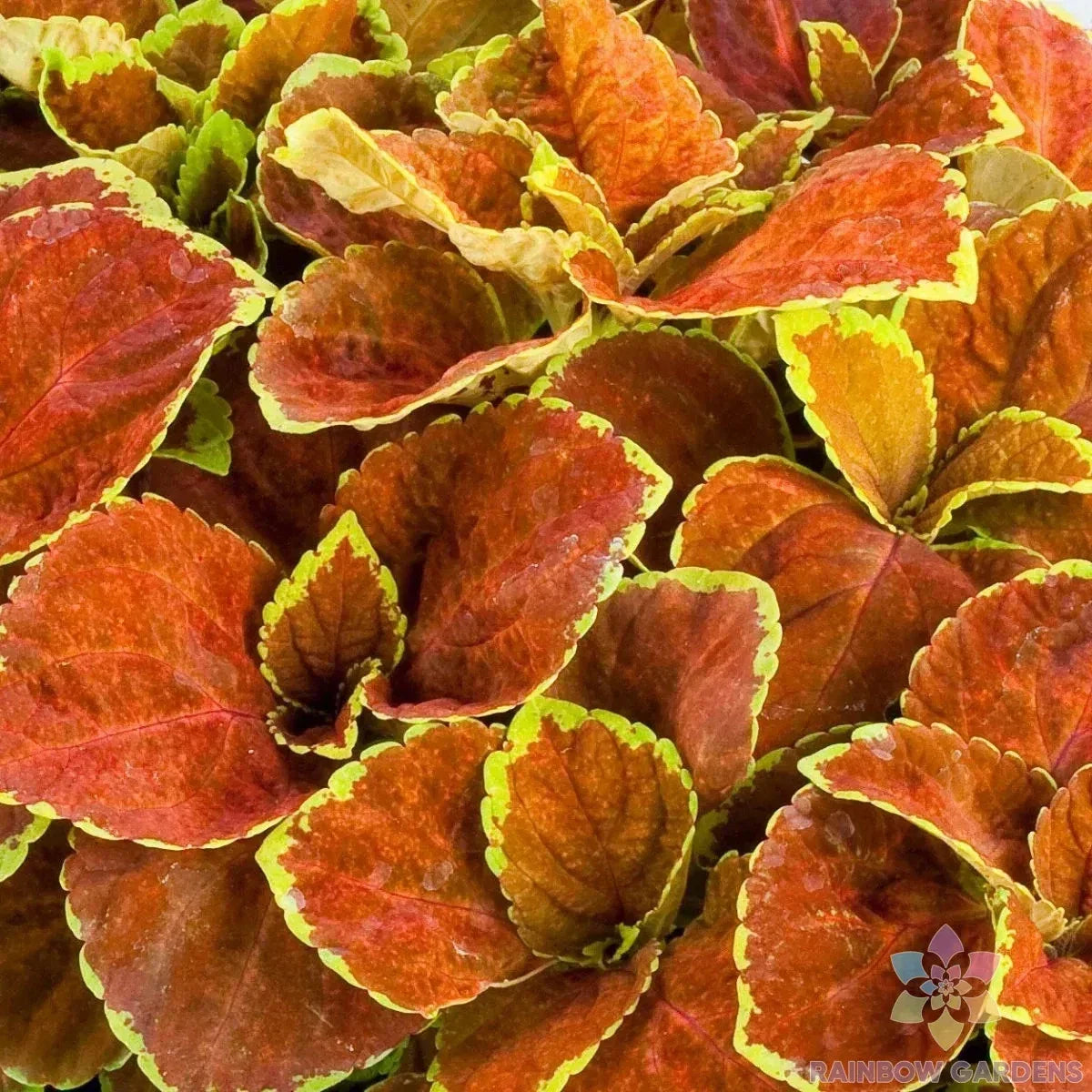 Coleus Seeds - 25+ Fairway Orange Variety - USA Grown Garden Seeds