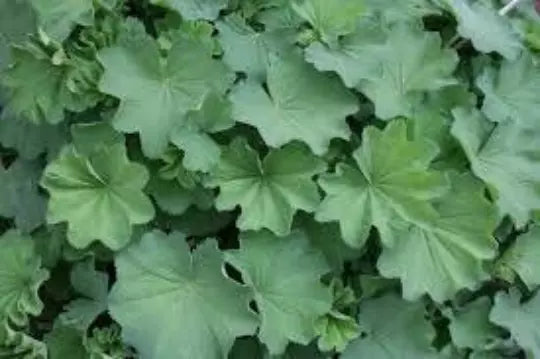 Lady's Mantle Seeds - Organic Medicinal Herb, Alchemilla vulgaris, 50 Seeds for Garden, Herbal Tea & Pollinator Attractant