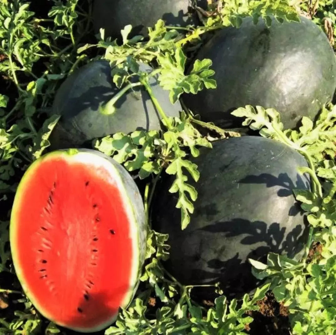 Giant Black Diamond Watermelon Seeds - Organic Heirloom Citrullus lanatus, Large 30-50 lb Fruit, Non-GMO, Full Sun, Vining Plant