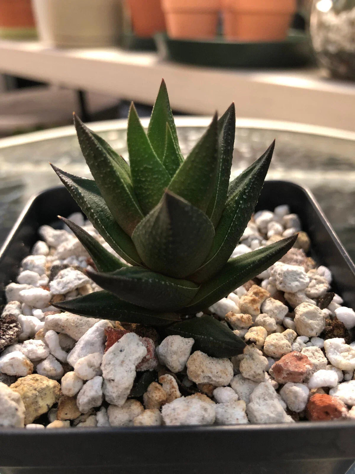 Haworthia Succulent Plant Potted with 2 Free Cuttings, Indoor Decorative Cactus for Home & Office, Easy Care, Low Water
