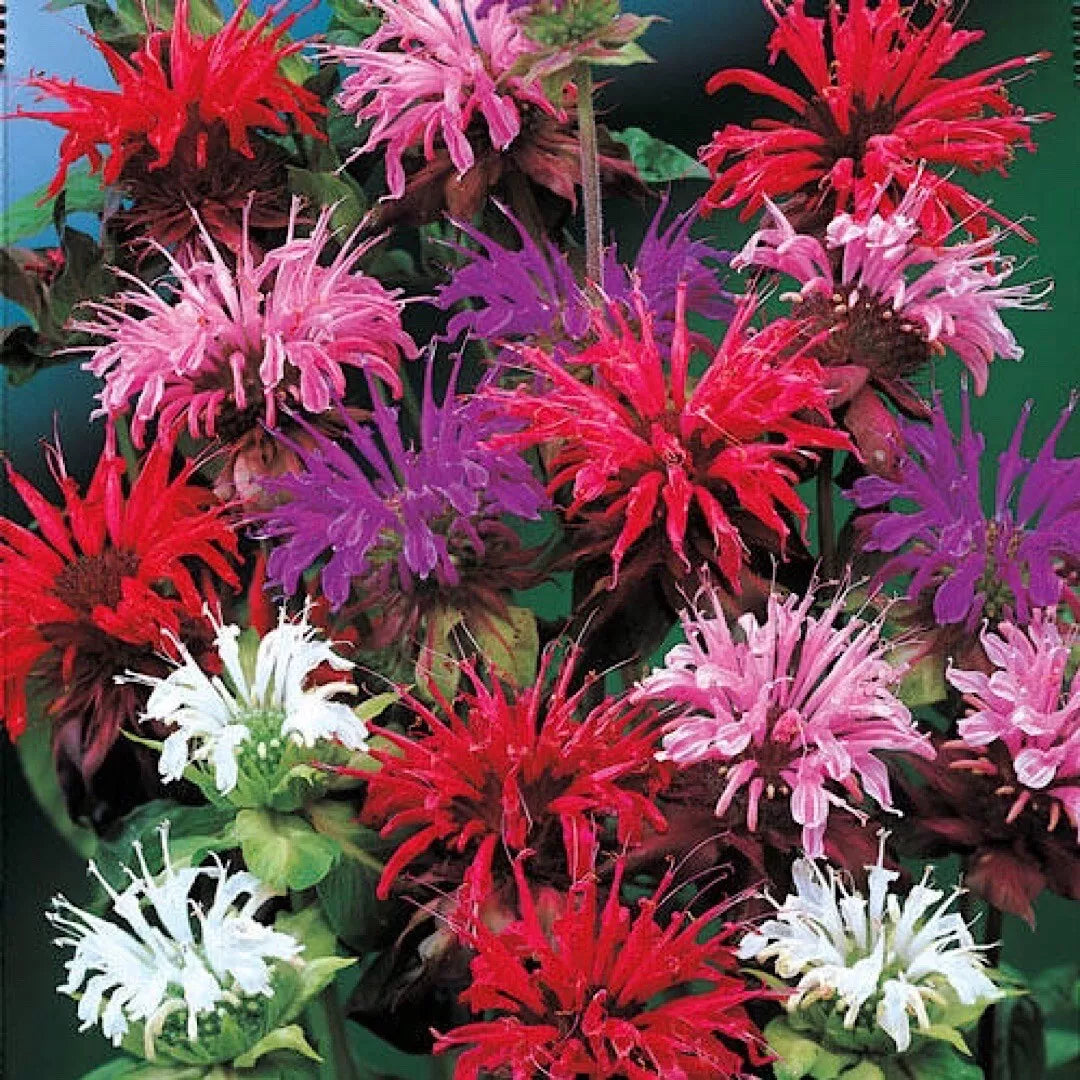 Bee Balm Seeds Mix - 25+ Monarda didyma Flower Seeds for Pollinator Gardens, Mixed Colors, Attracts Bees & Hummingbirds