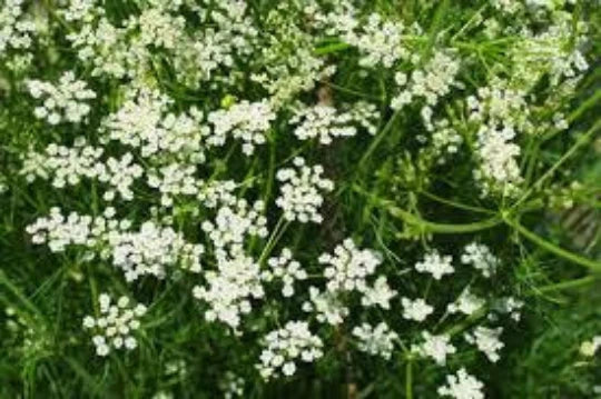 Organic Cumin Seeds 100 | Culinary Herb Cuminum cyminum for Cooking & Gardening