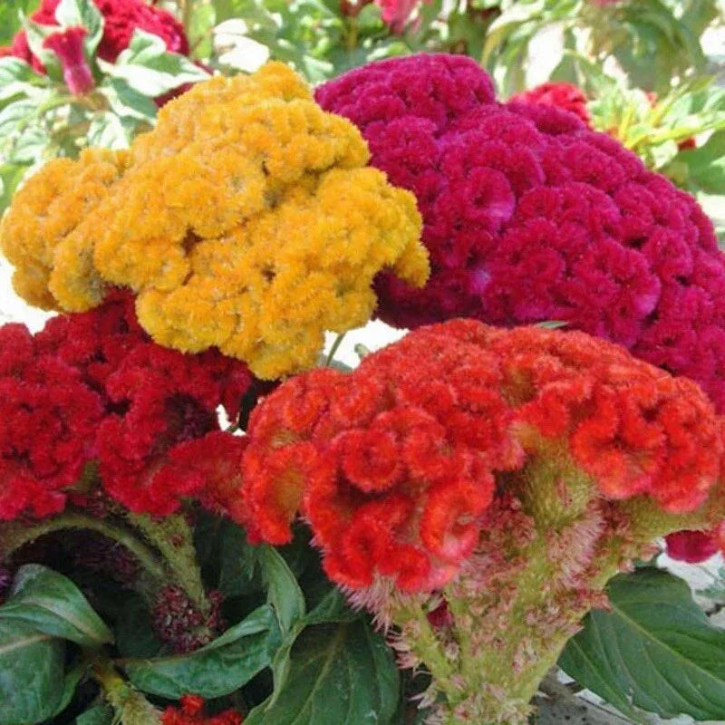Celosia Cristata Mixed Seeds - 25+ Cockscomb Flower Seeds for Vibrant Fall Gardens