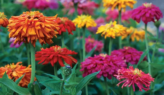 Giant Zinnia Seeds - Colorful Flower Mix - Zinnia elegans - Annual Garden Seeds for Borders & Containers