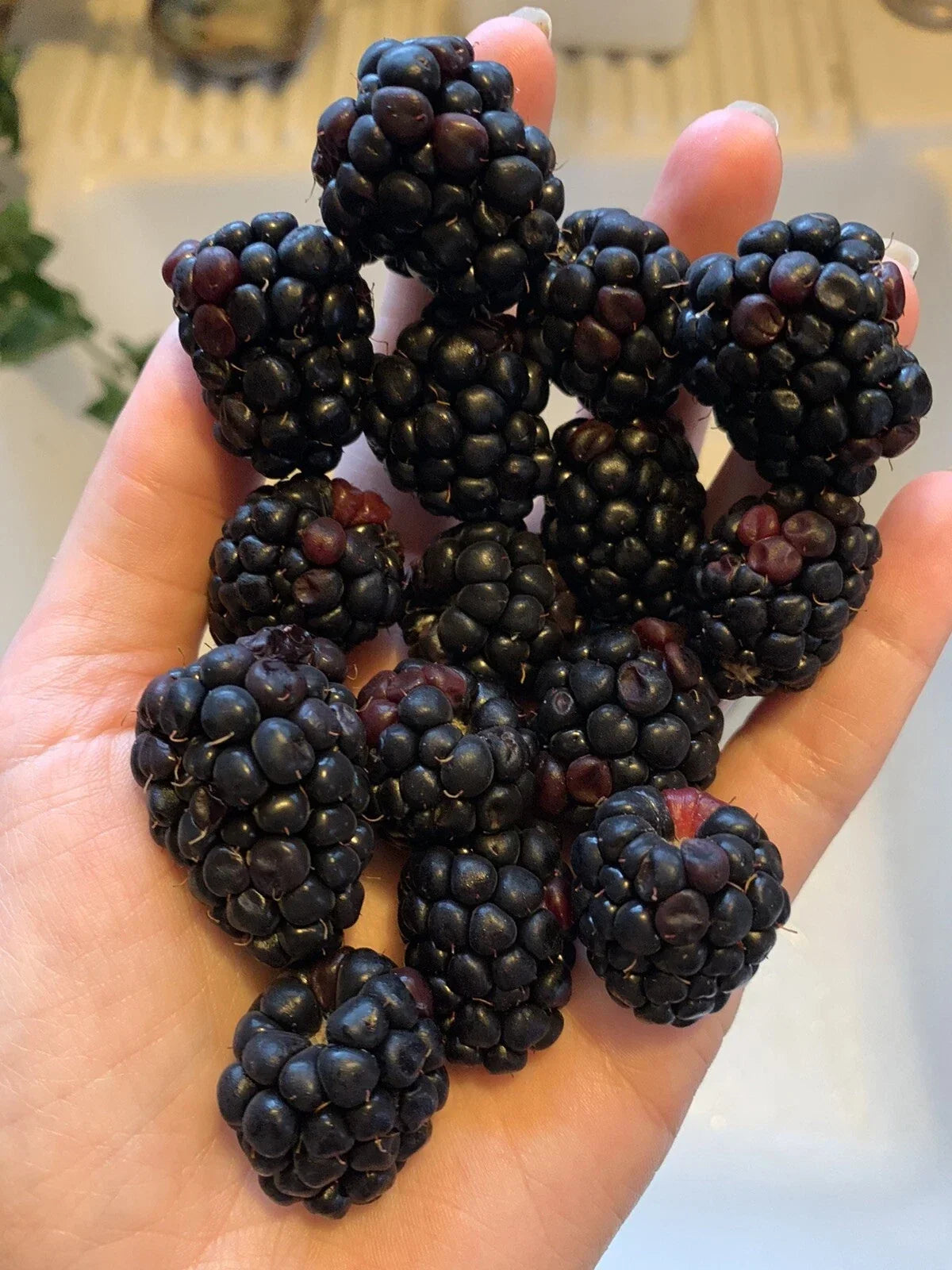 Organic Blackberry Seeds - 500 Rubus fruticosus Edible Berry Bush for Home Garden, Climbing Vine, Non-GMO, USA Grown