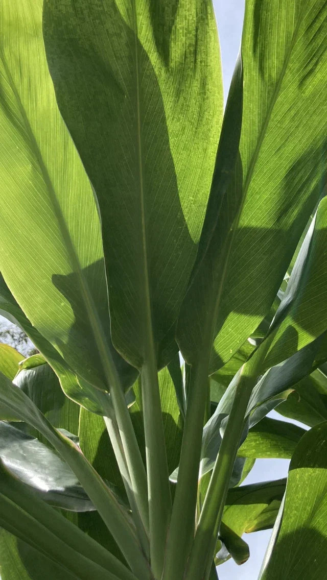 Cordyline fruticosa Cuttings - Green Hawaiian Ti Plant Propagation Logs - Good Luck Indoor Garden