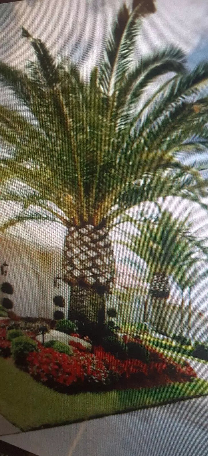 Jerusalem Palm Tree Seeds 12 Pack | Date Palm Seeds | Washingtonia filifera | Tropical Fronds for Garden & Indoor