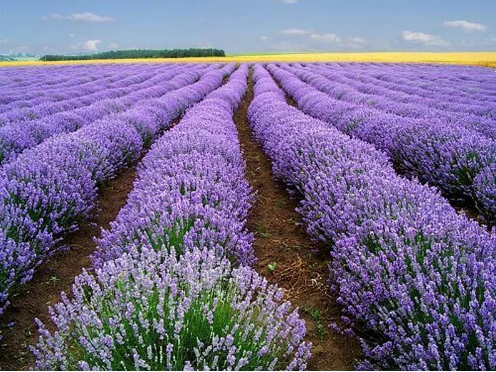 Lavender Vera Seeds - 1000+ Heirloom Seeds for Fragrance & Medicinal Use - Lavandula angustifolia