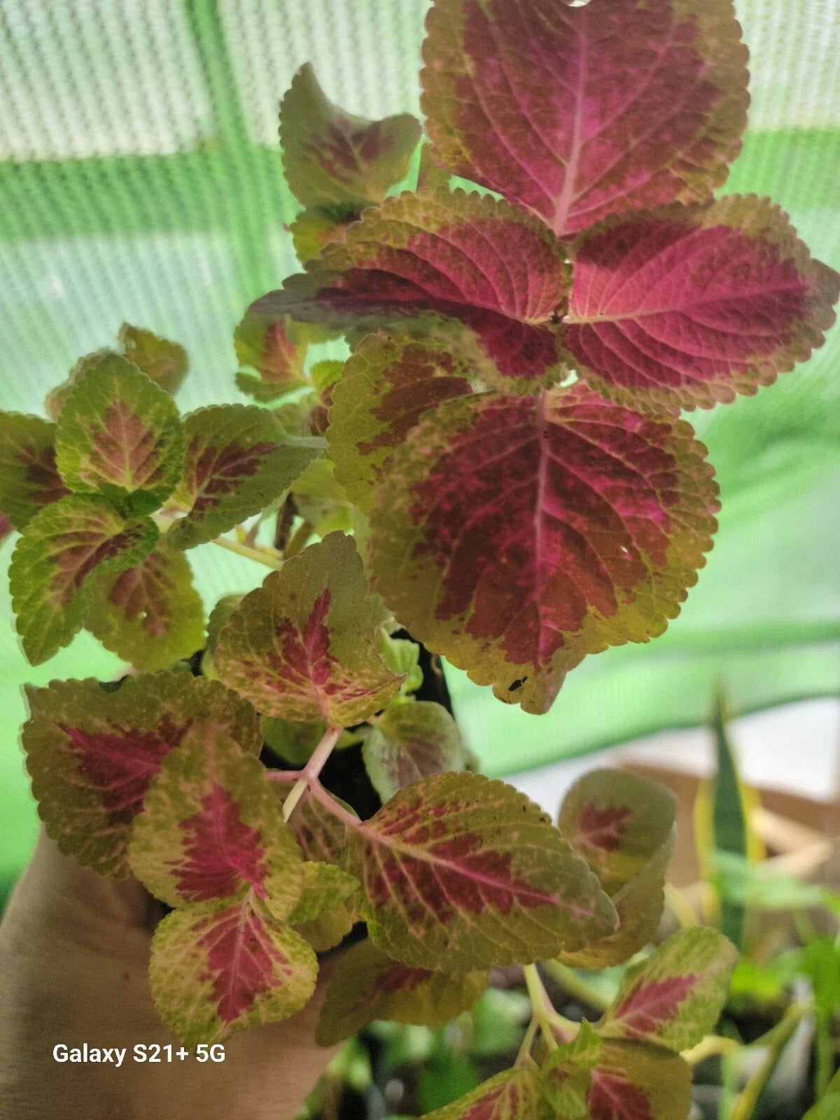 Coleo Plant - Variegated Foliage Indoor Tropical Plant - Solenostemon scutellarioides - Partial Shade