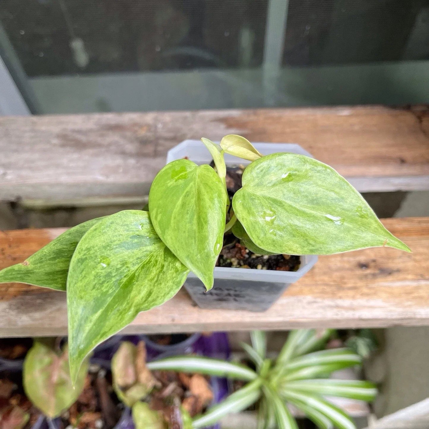 Variegated Heart Leaf Philodendron Plant 4-Inch Pot, Hederaceum Variegated, Indoor Houseplant with Green and White Foliage