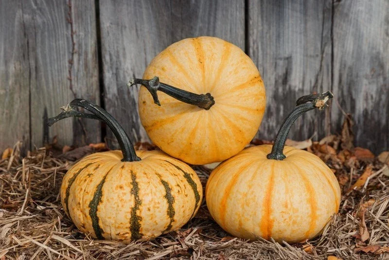 Tiger Stripe Pumpkin Seeds - Organic Cucurbita pepo, 20 Non-GMO Seeds for Garden, Decorative, USA Grown