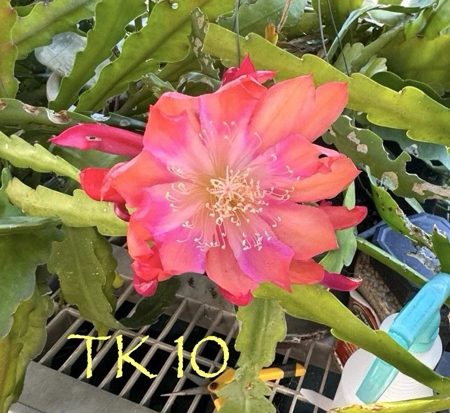 Epiphyllum Orchid Cactus Succulents - Noid TK10 Variety - 2 Well-Rooted Plants for Indoor & Outdoor Gardening