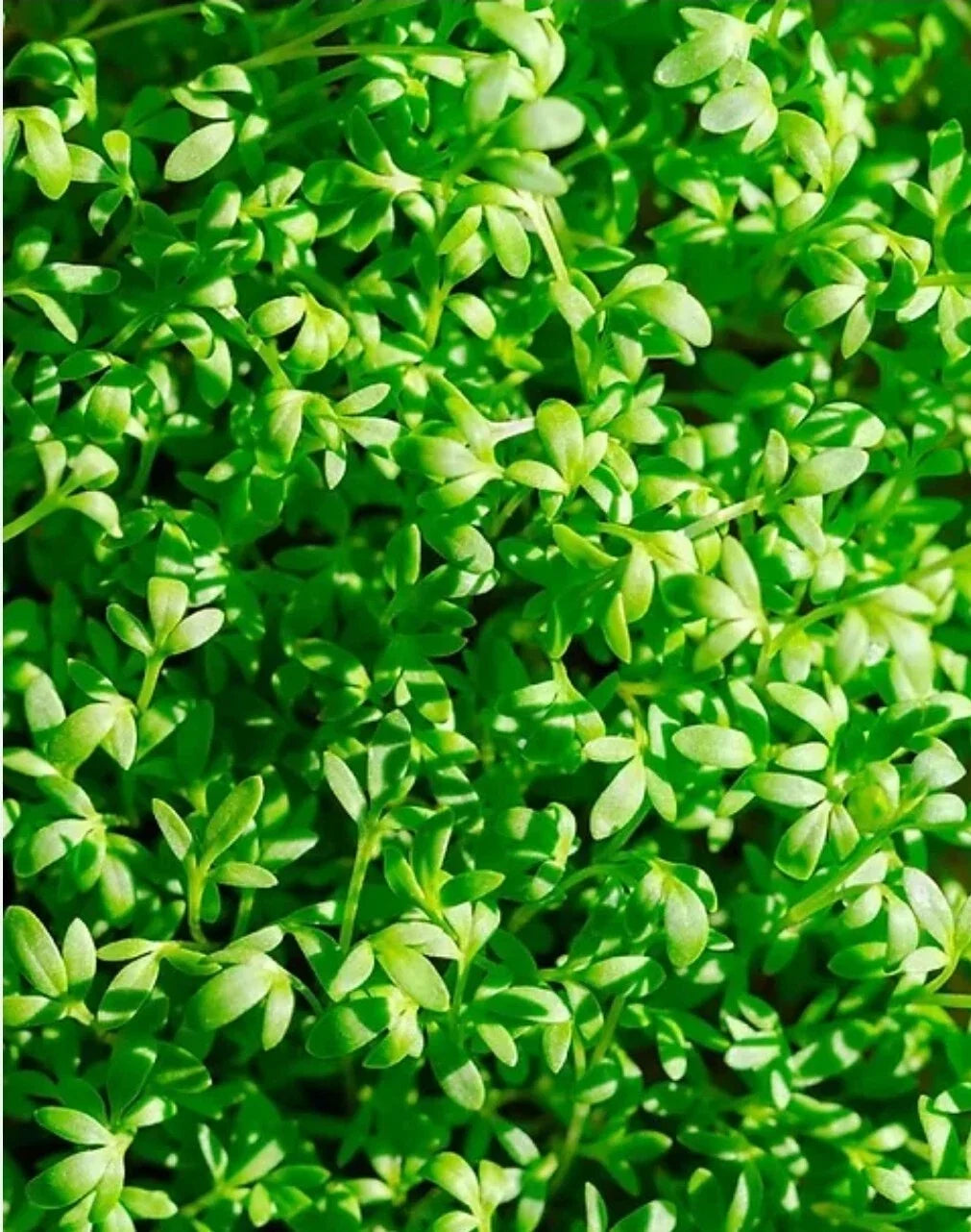 Curled Cress Seeds 1000+ Organic Lepidium sativum Indoor Sprouting Seeds for Container Gardens