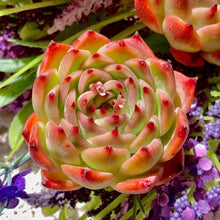 Echeveria chihuahuaensis Succulent Plant, 2" Green, Live Imported Echeveria
