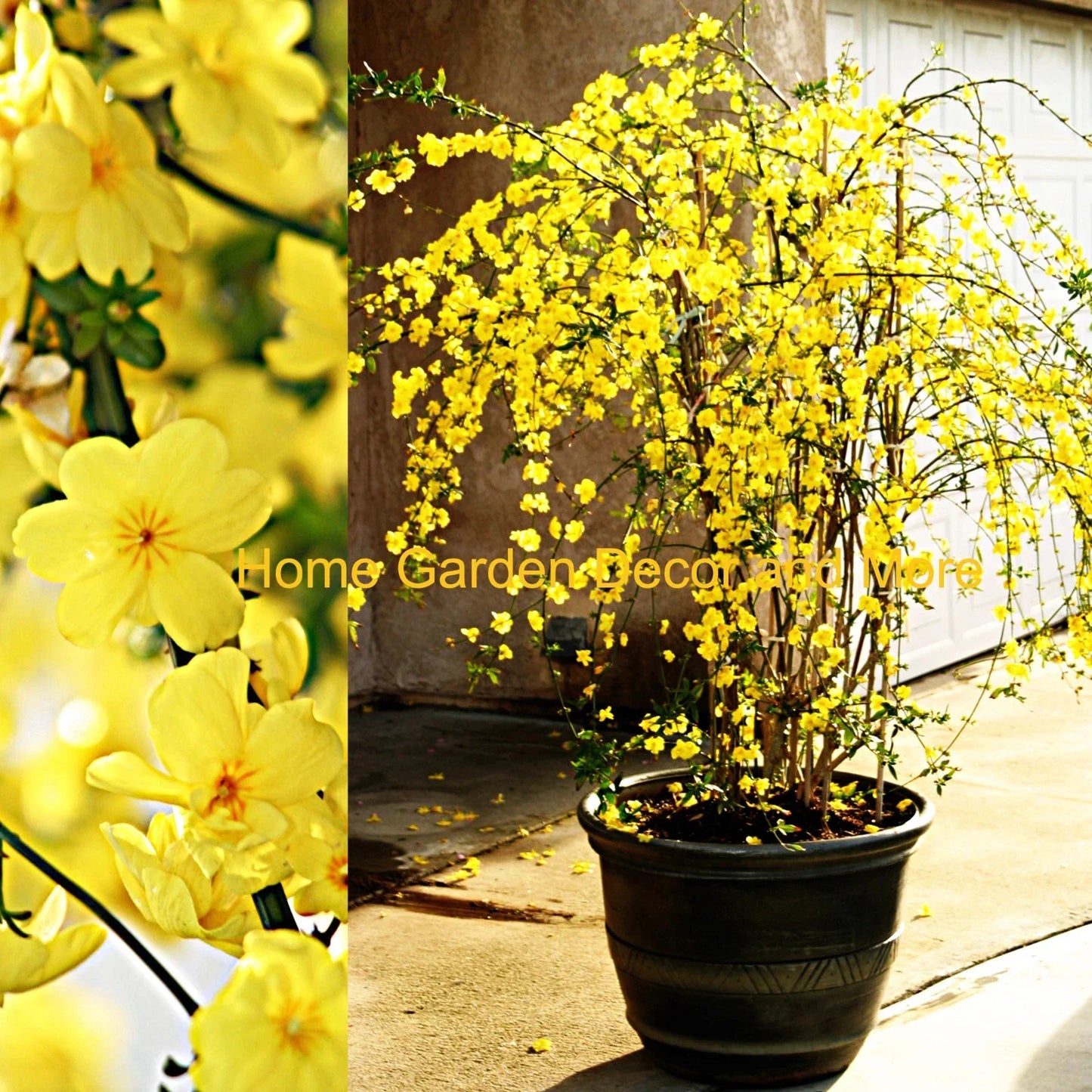 Winter Jasmine Vine Cuttings 12" Bright Yellow Flowers Jasminum nudiflorum – 5 Pack for Garden or Indoor Use