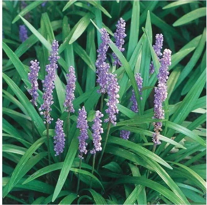 Liriope Bare Rooted Starter Plants 12 Pack - Monkey Grass Lilyturf, Ground Cover, Purple Flowers, Liriope muscari