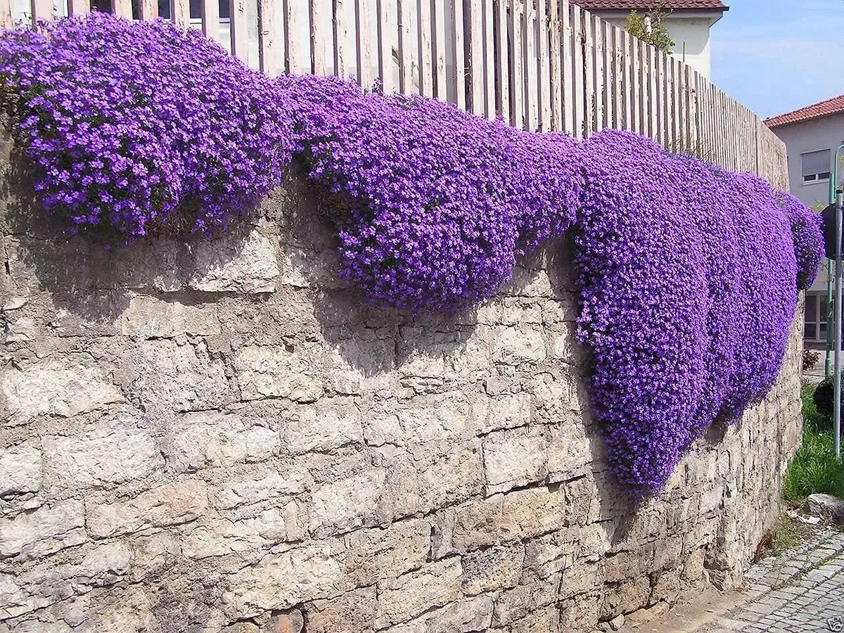 Aubrieta Seeds - 100 Cascade Purple Flower Seeds, Perennial Rock Cress Ground Cover