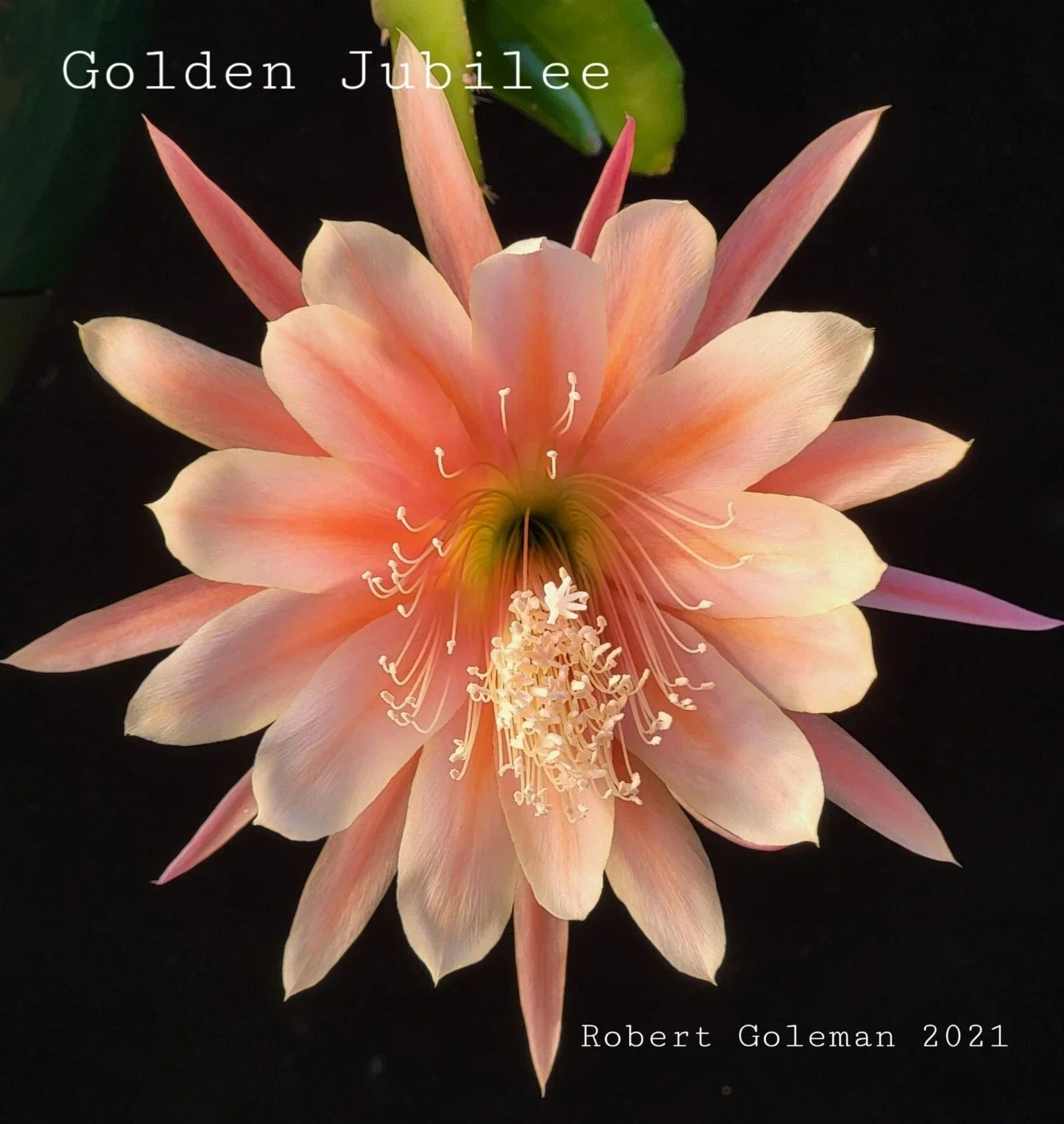 Epiphyllum 'Golden Jubilee' Rooted Cutting - Rare Orchid Cactus Heirloom Plant 1957, Large Vibrant Blooms, Indoor Garden