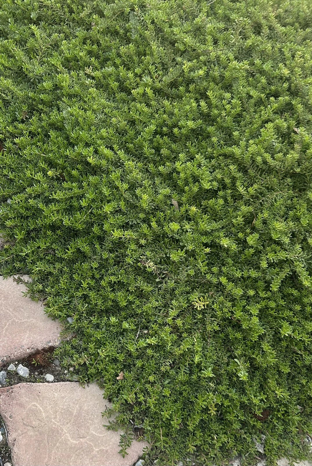 Creeping Boobialla Cuttings - Myoporum parvifolium - Ground Cover Plants for Gardens & Landscaping - 10 Native Myrtle Clippings