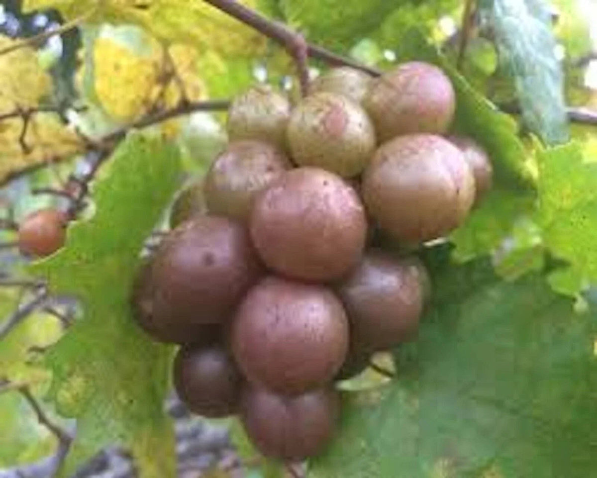 Muscadine Grape Plant Live, Vitis Rotundifolia 'Carlos', Edible Vine for Home Gardens, Climbing, Sweet Juicy Grapes