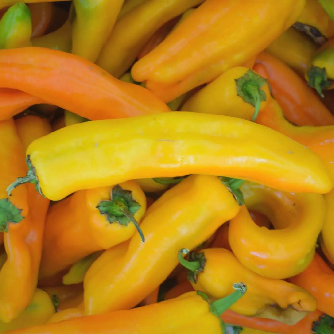 Corno Di Toro Giallo Pepper Seeds – 30+ Italian Sweet Capsicum annuum for Garden, Heirloom, Non-GMO, Rare Yellow Pepper Seeds