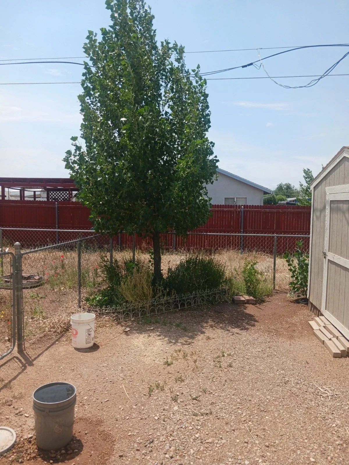 Hybrid Poplar Live Tree Cuttings – Cottonless Cottonwood, AZ Grown, Populus deltoides x nigra, Fast-Growing, Deciduous, Shade & Privacy Screen