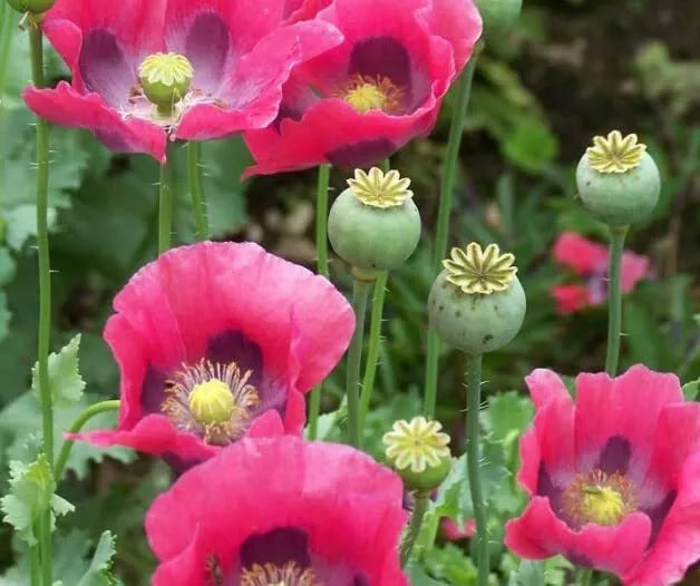 Exotic Poppy Seeds - 200 Seeds Packet | Easy to Grow Papaver somniferum
