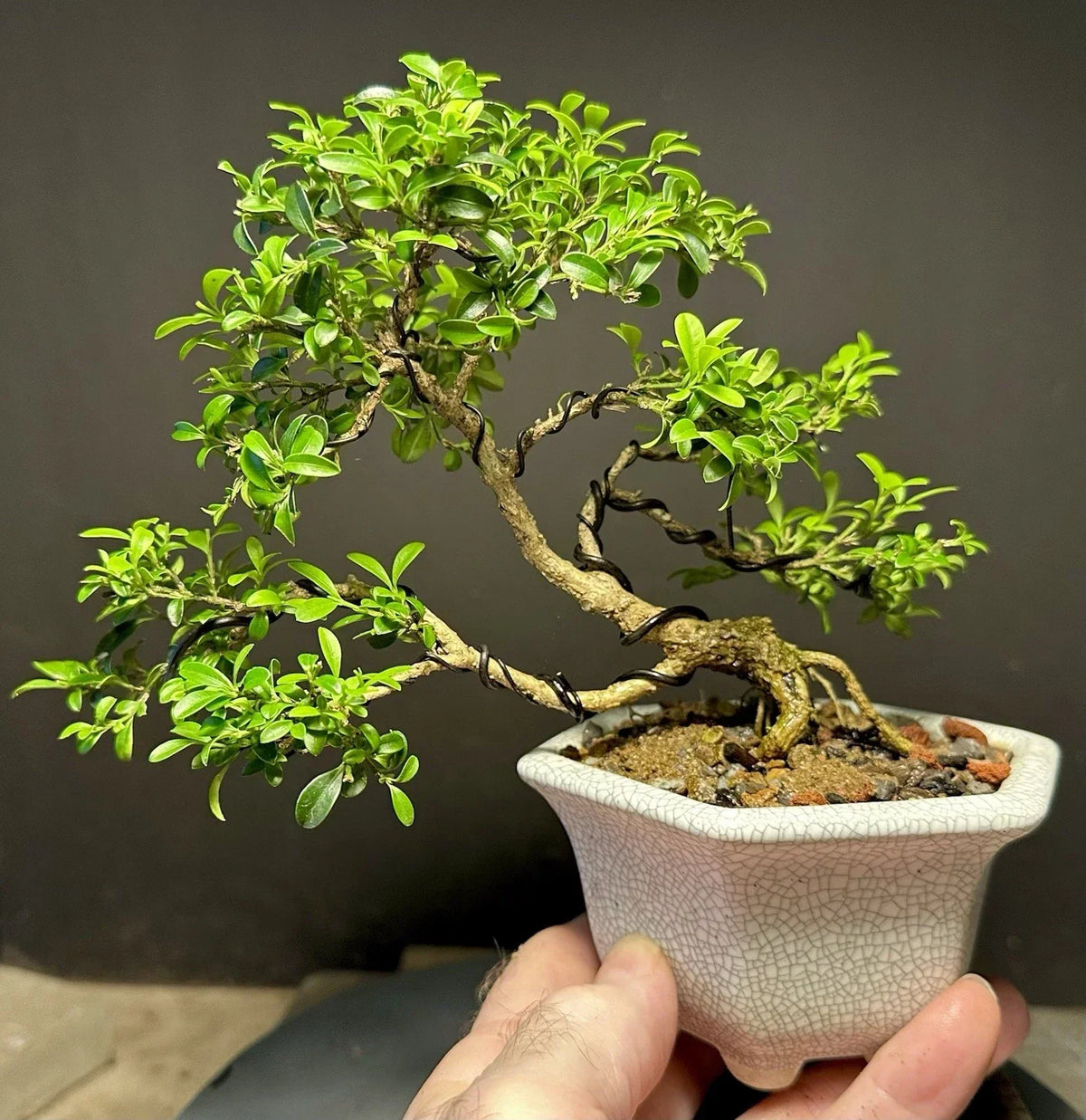 Bonsai Tree Shohin Kingsville Boxwood 8" Potted Buxus microphylla 'Kingsville