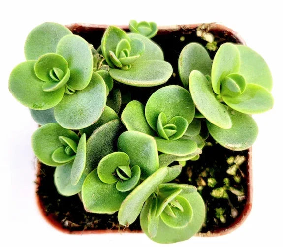SunSparkler Sedum 'Lime Zinger' Bare Root Succulent Plant, Drought-Tolerant Ground Cover, Sedum spurium, 4"