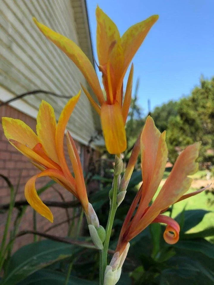 Peach Delight Canna Rhizome - Tropical Aquatic Marginal Plant - Canna indica for Water Gardens