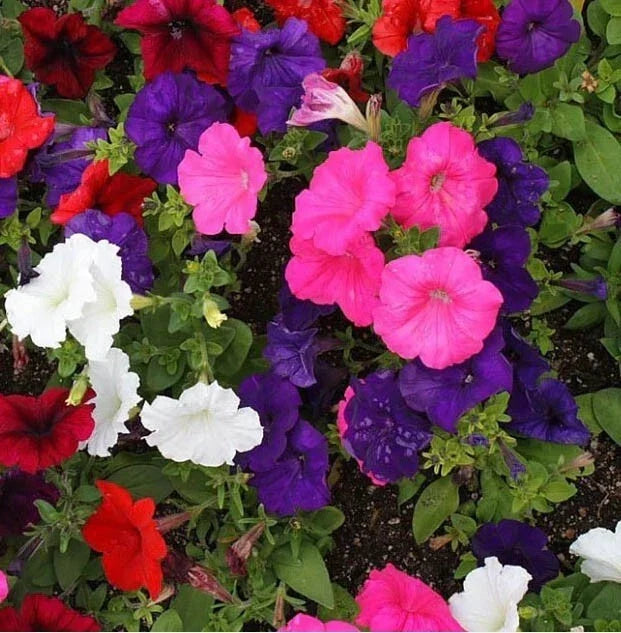 Petunia Seeds Dwarf Mix Multi-Color Pack of 2000 | Compact Annual Flower for Containers & Gardens