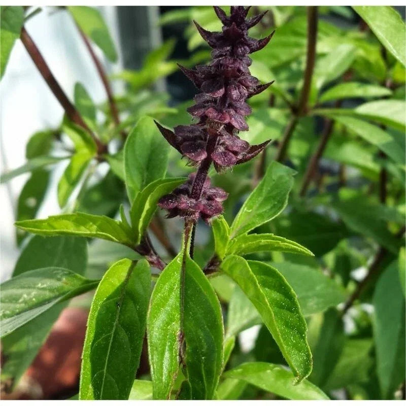 Licorice Basil Herb Seeds - Thai Basil, Non-GMO, Compact Growth, Ocimum basilicum var. thyrsiflora